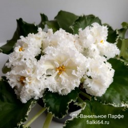 ЛЕ-Ванильное Парфе (Лебецкая)